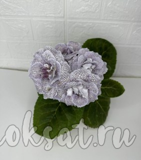 Нет заданного изображения 